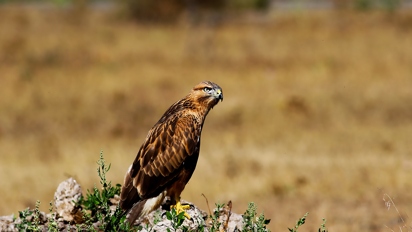 Long-legged Buzzard